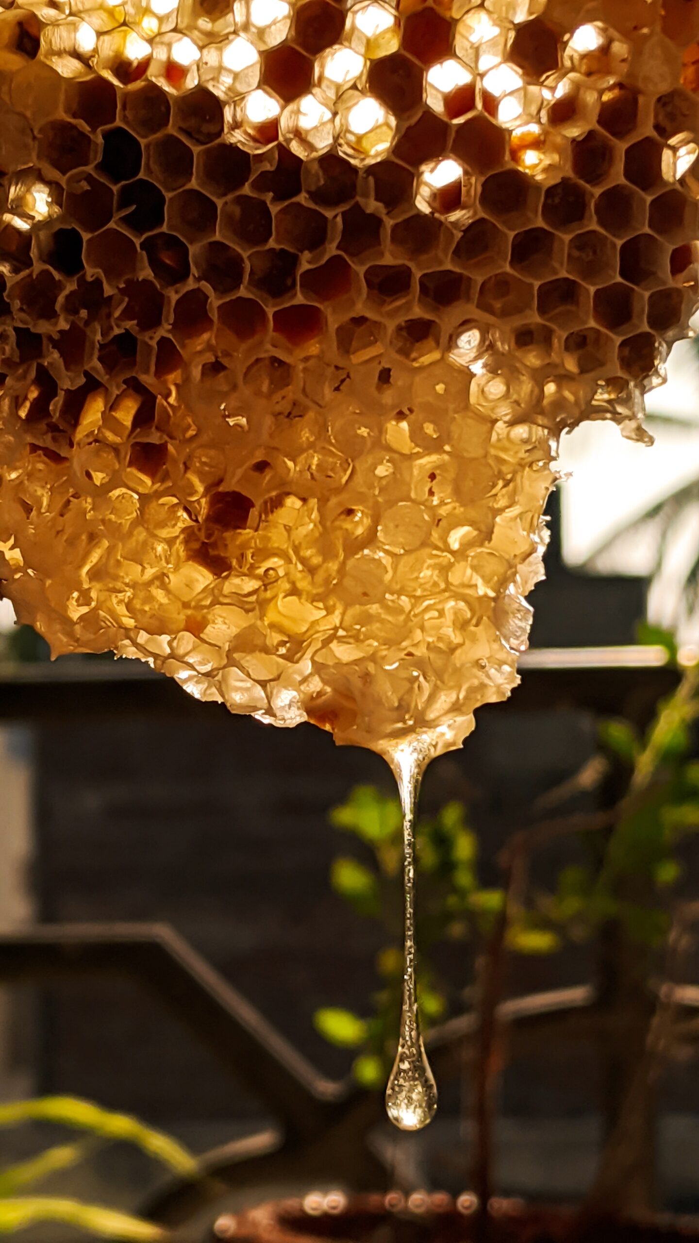 Manuka Honey stored in honey comb