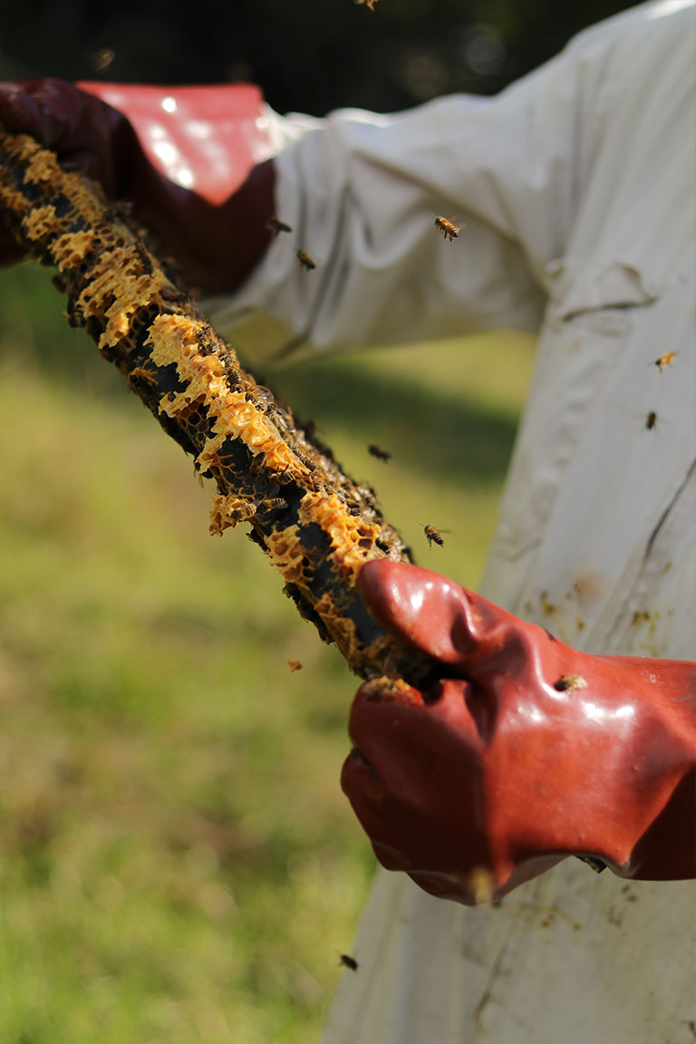 honey bees farming 