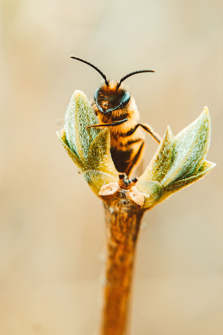 Honey Bee collecting nectar from plant. 