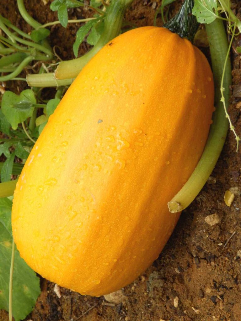 How to Pick a Spaghetti Squash Get Set Vegan