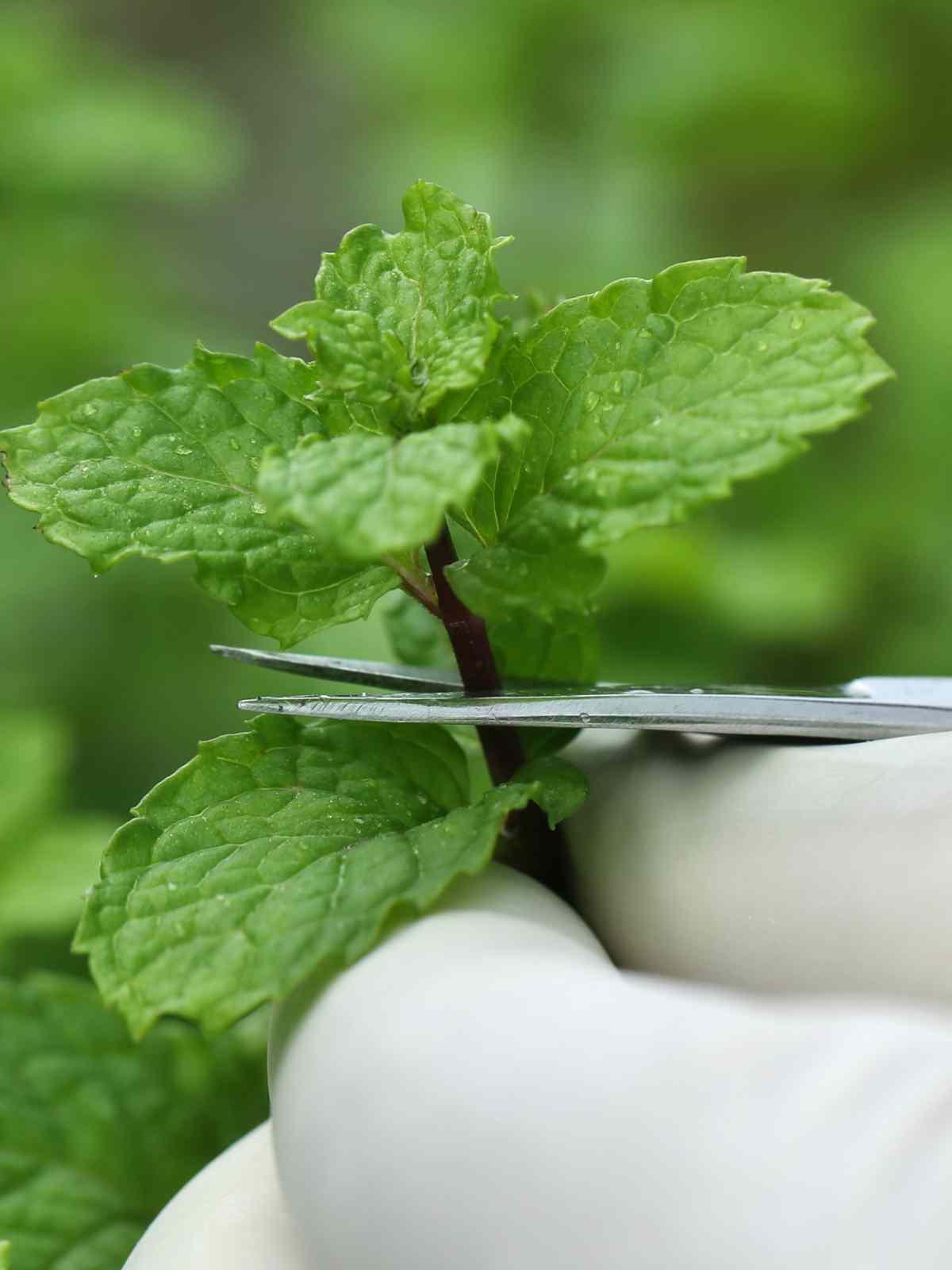 How to Pick Mint Leaves Without Killing The Plant Get Set Vegan