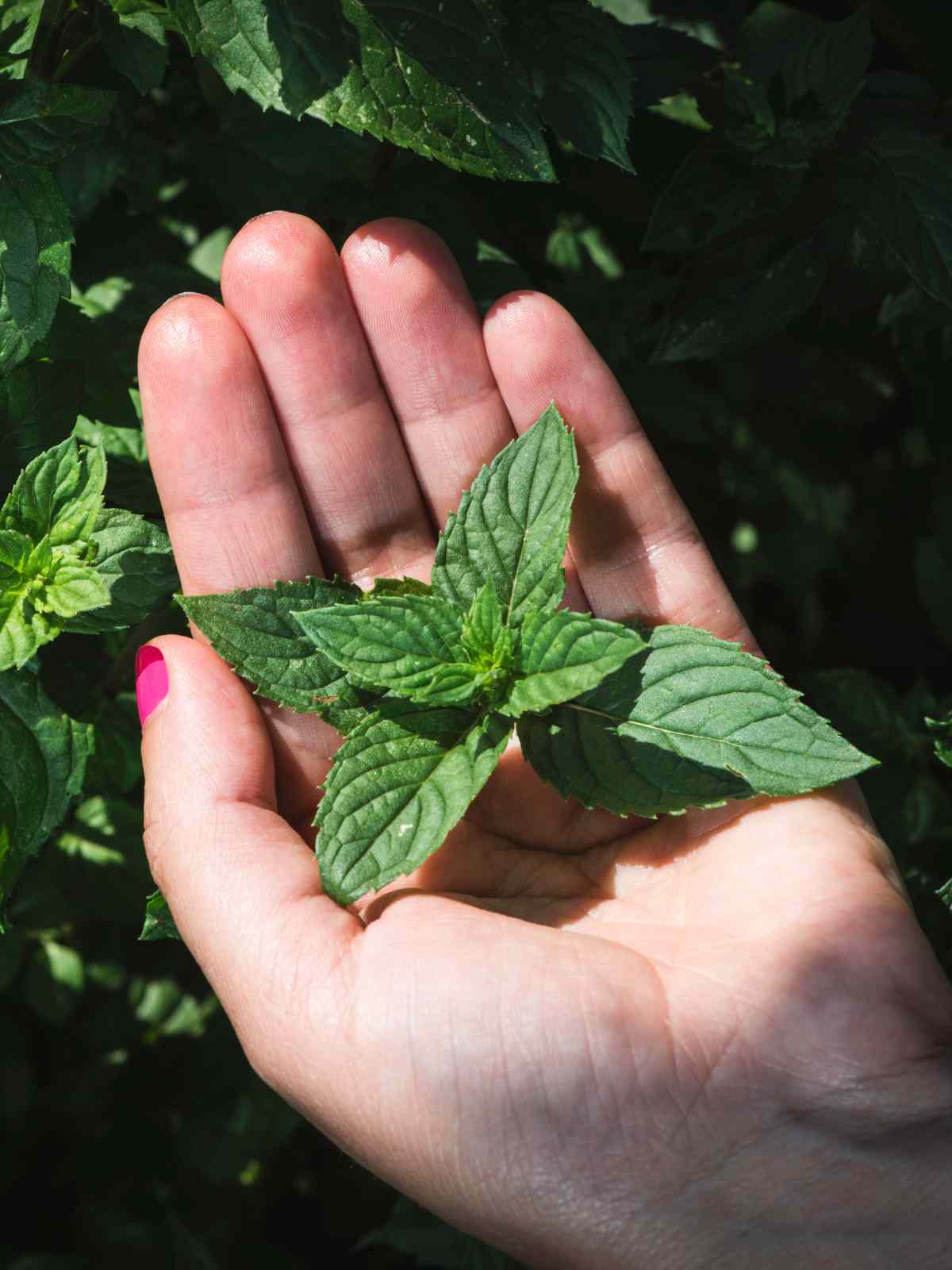 beautiful fresh green mint leaf in hand.