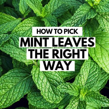 fresh green mint leaves background and text on top saying how to pick the mint leaves the right way