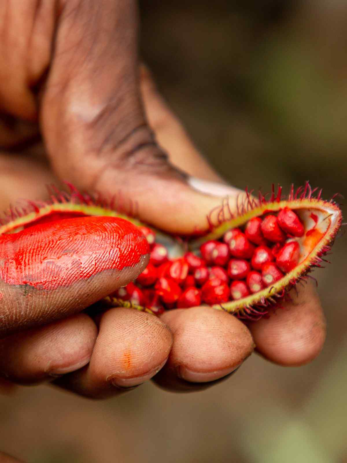 Achiote seeds in hand.