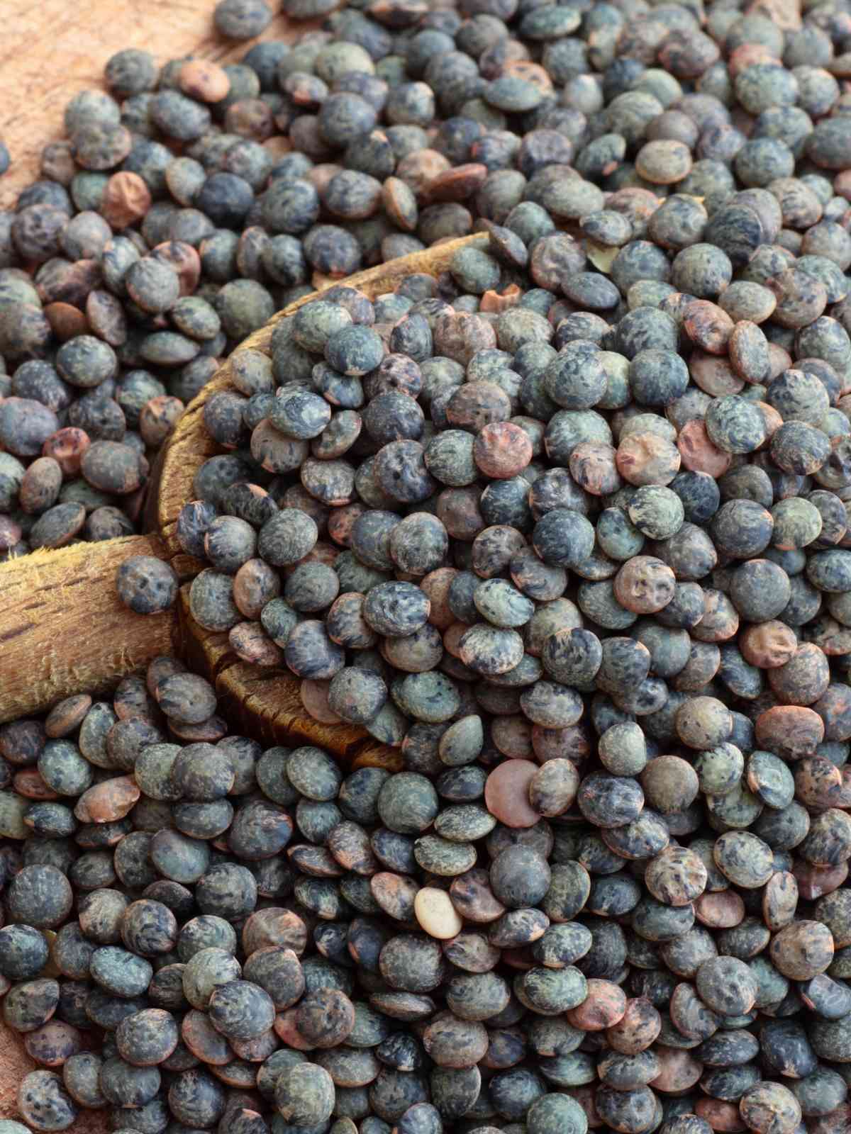 French Lentils placed on wooden spoon. 