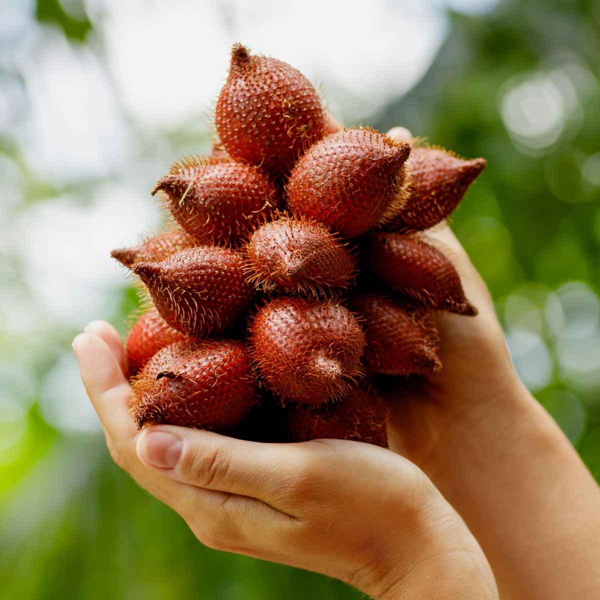 Holding Salak fruit in hands.