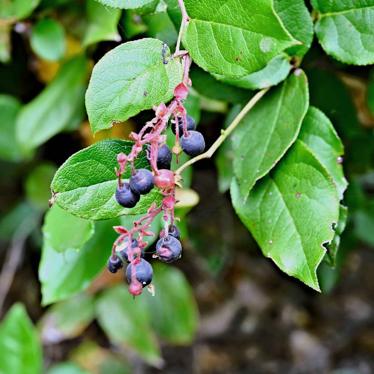 Salal Berry branch.