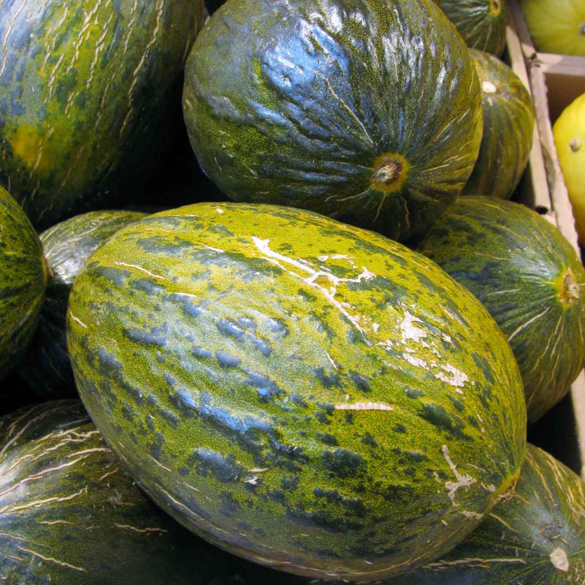 Santa Claus Melon.