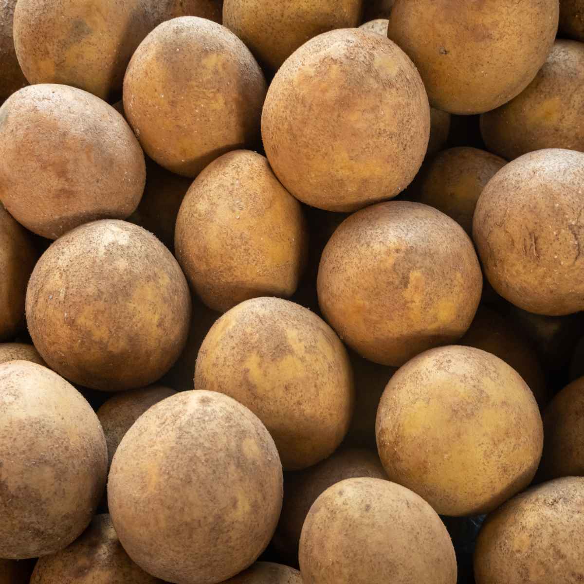 Sapodilla or chikoo fruit.