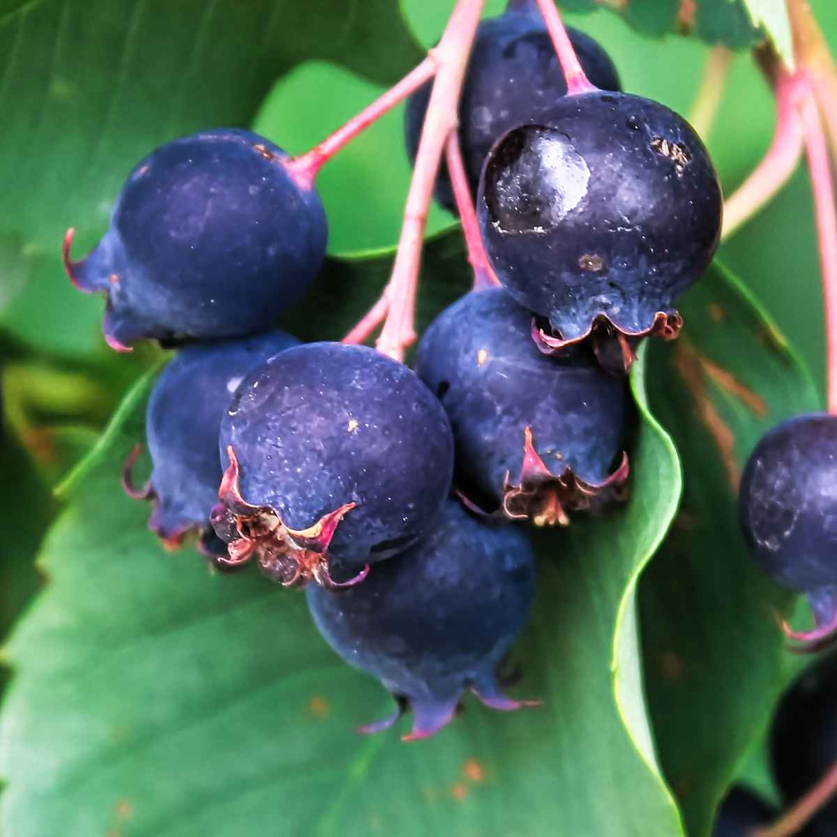 Saskatoon Berries on a branch.