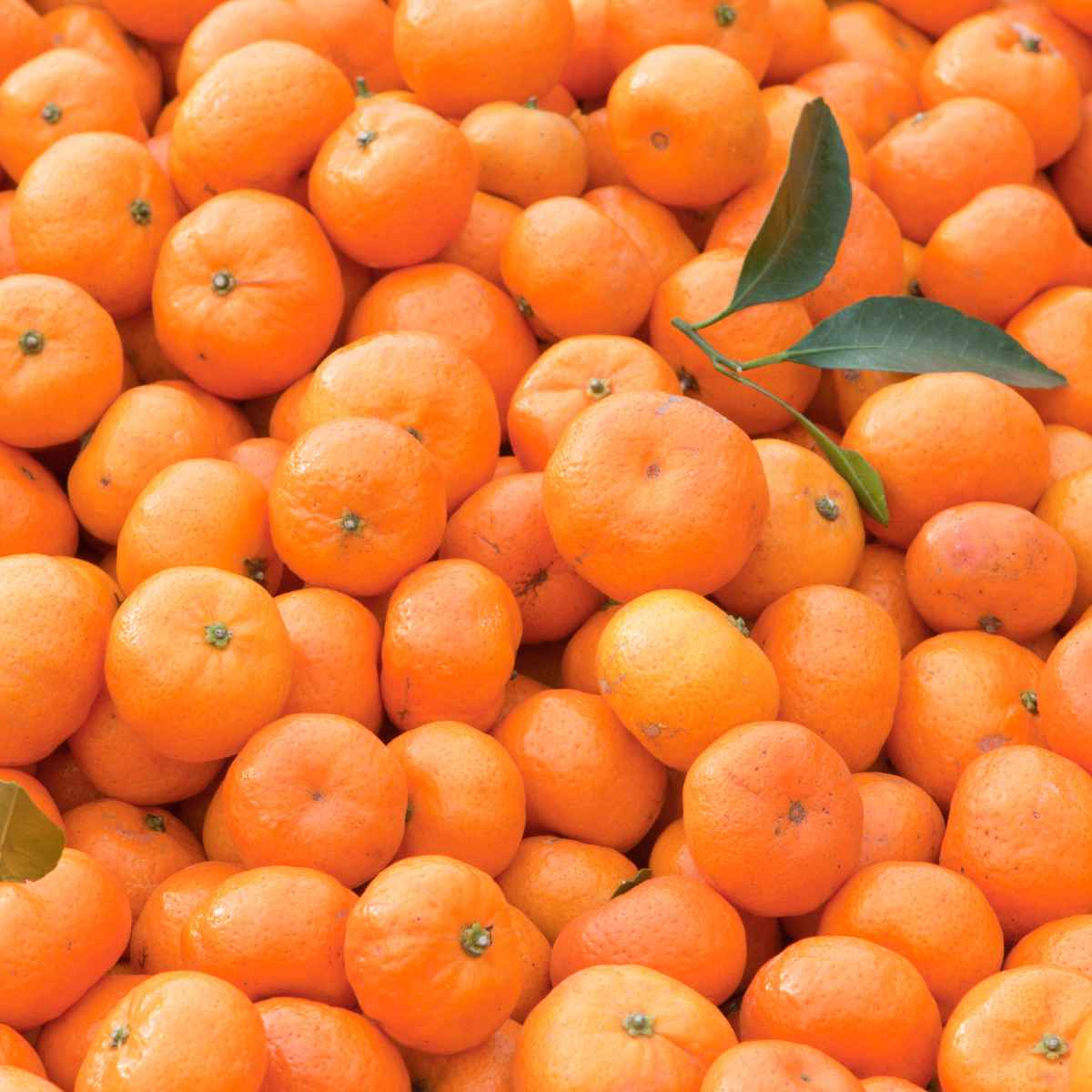 Satsuma fruit stack and a leaf