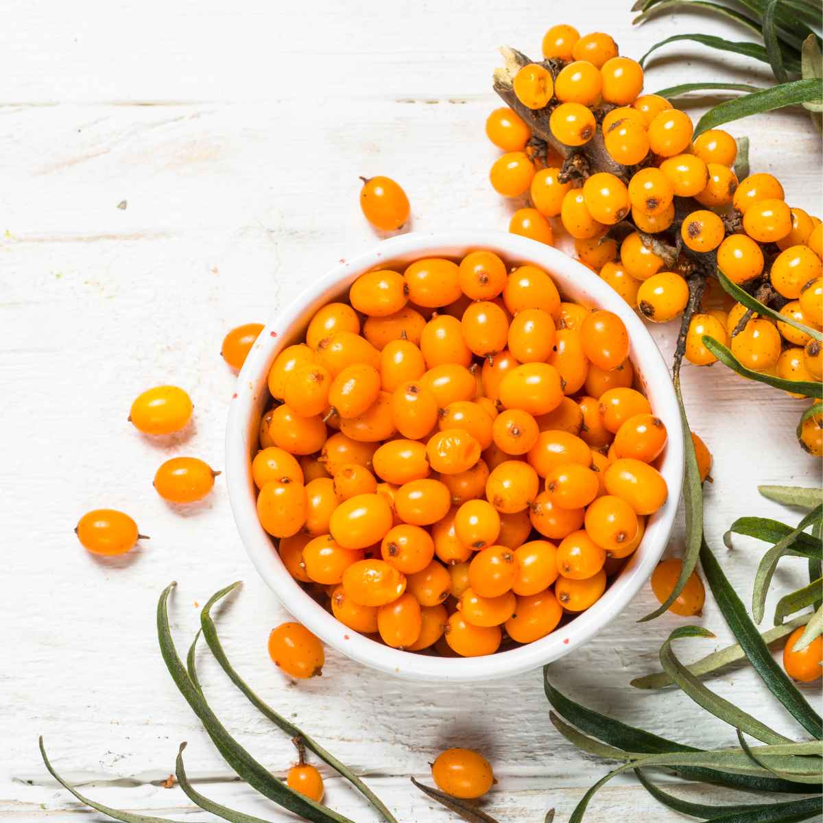 Sea Buckthorn Berries placed on a white background.