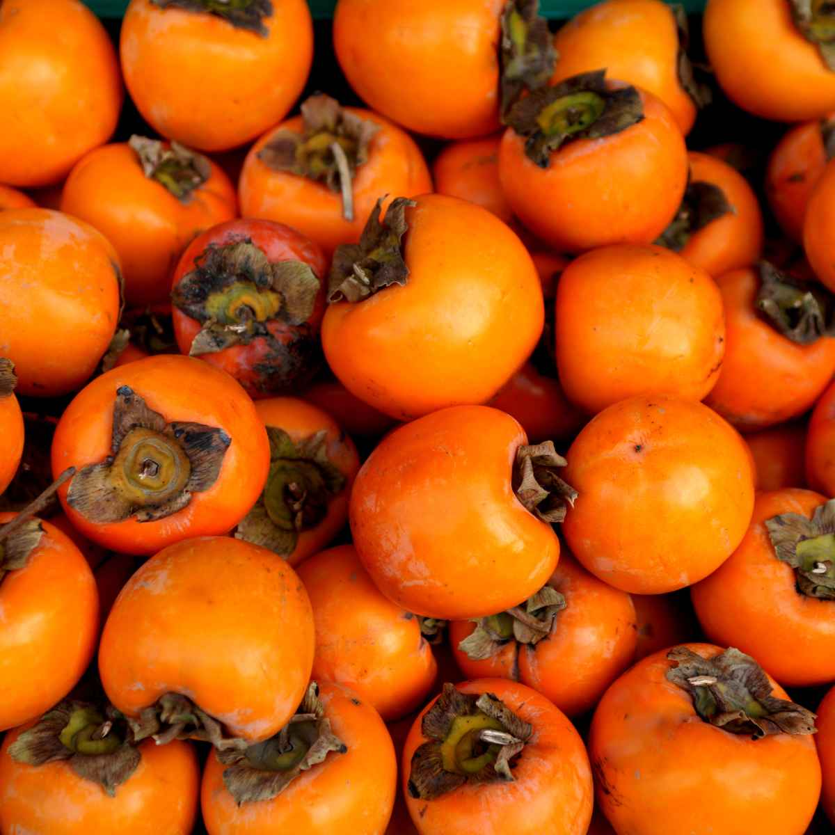 Sharon Fruit.