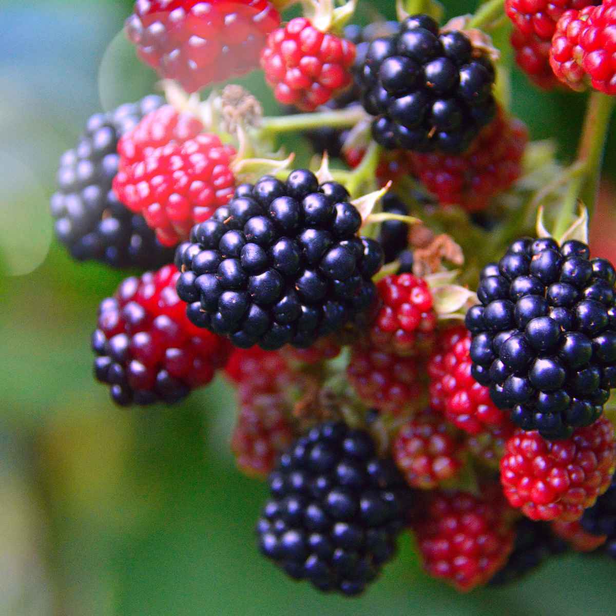 Silvanberries.