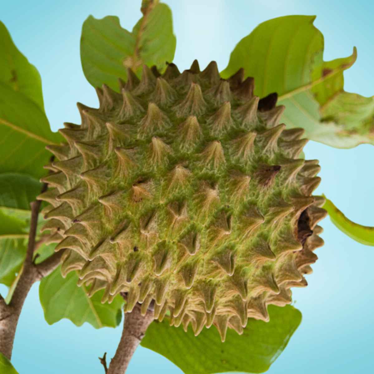 Soncoya fruit.