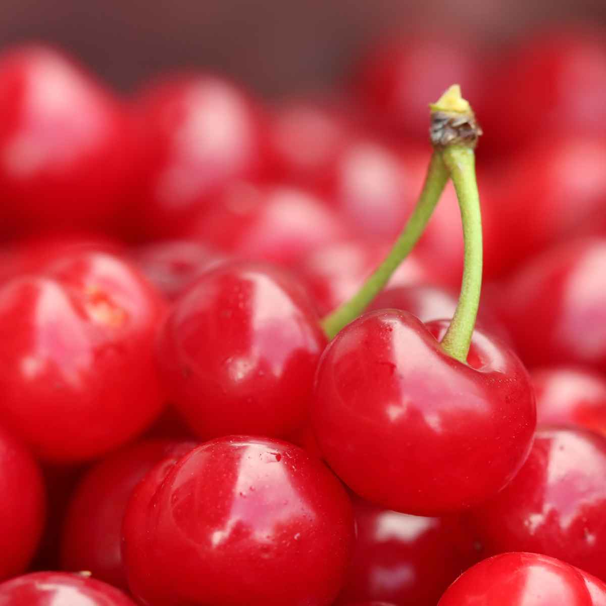 Sour Cherries.