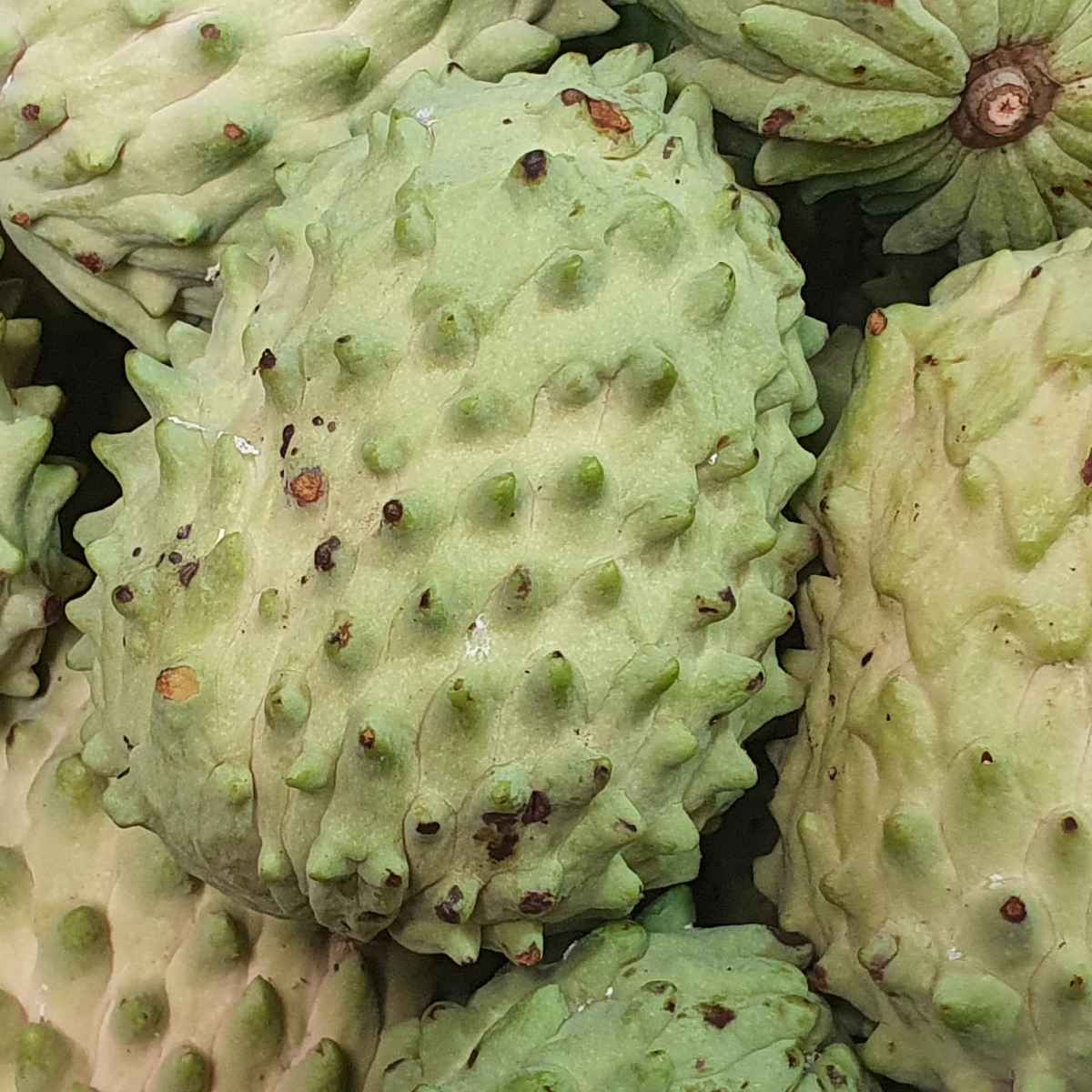 Bunch of soursop fruit. 