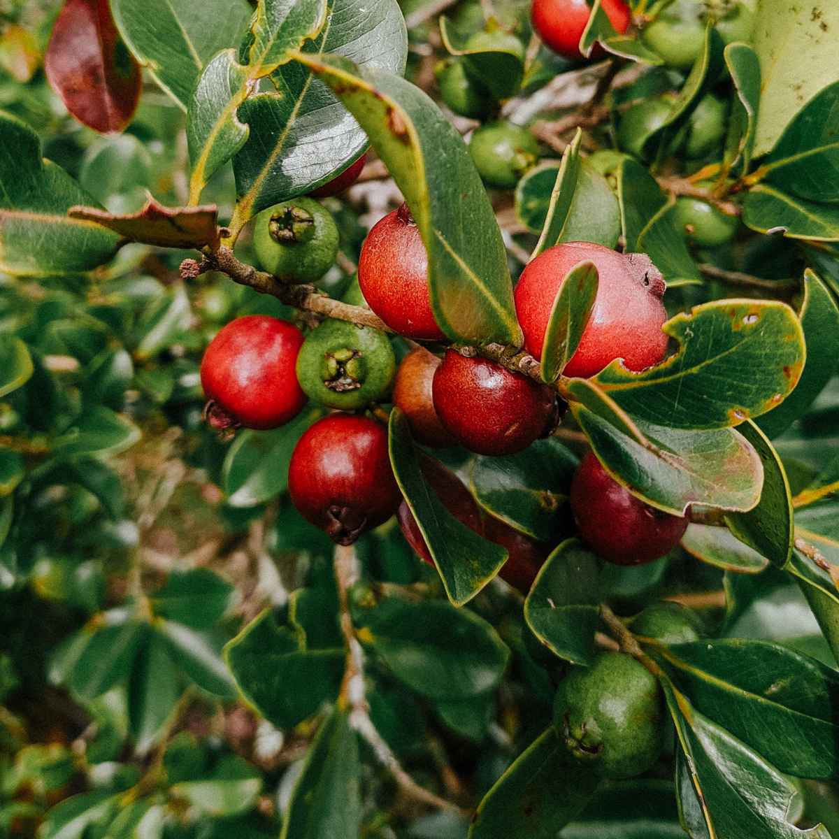 Strawberry Guava on a branch.