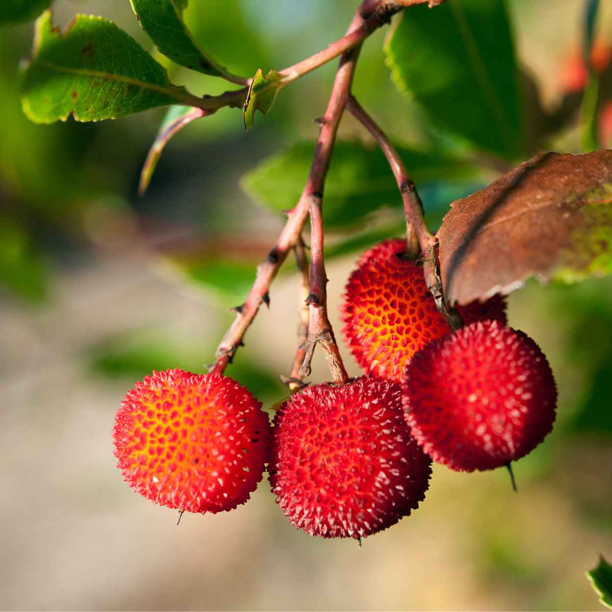 Strawberry Tree fruit.