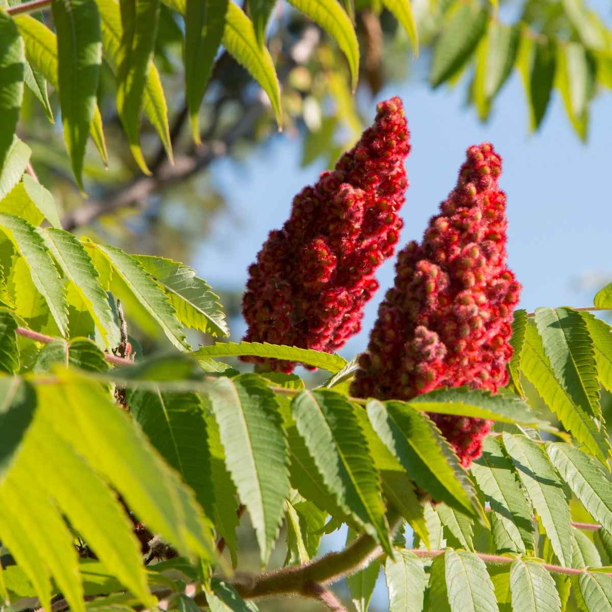 Sumac Flower on a tree.