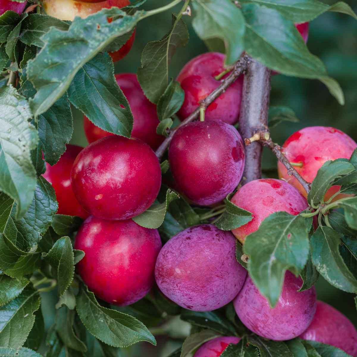 Surinam Plum on a brach.