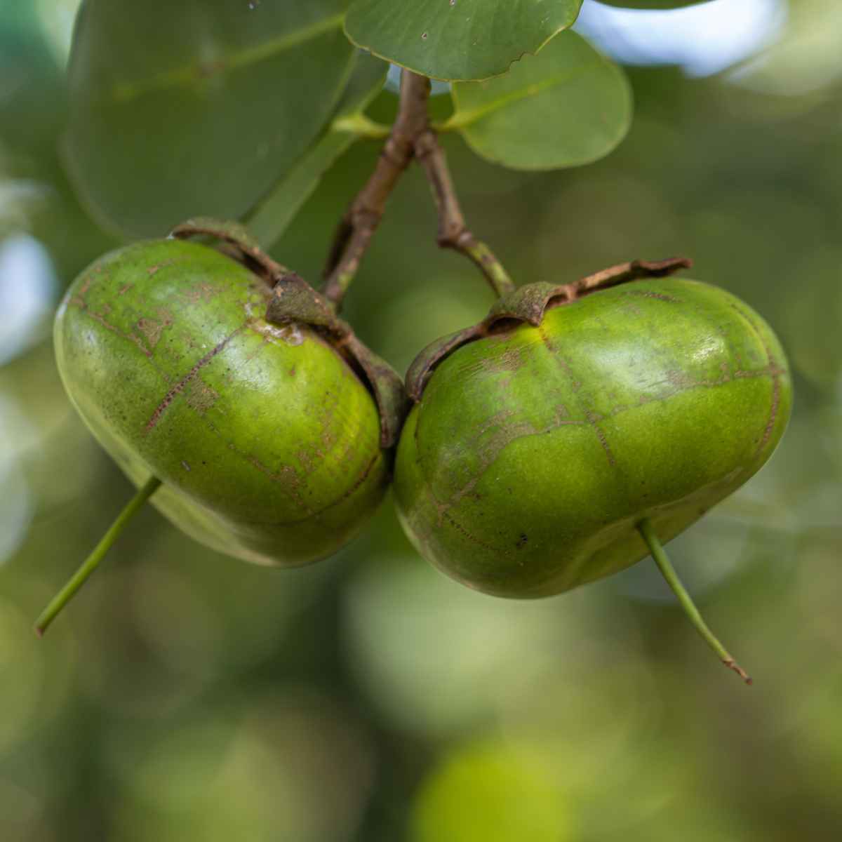 Urava.