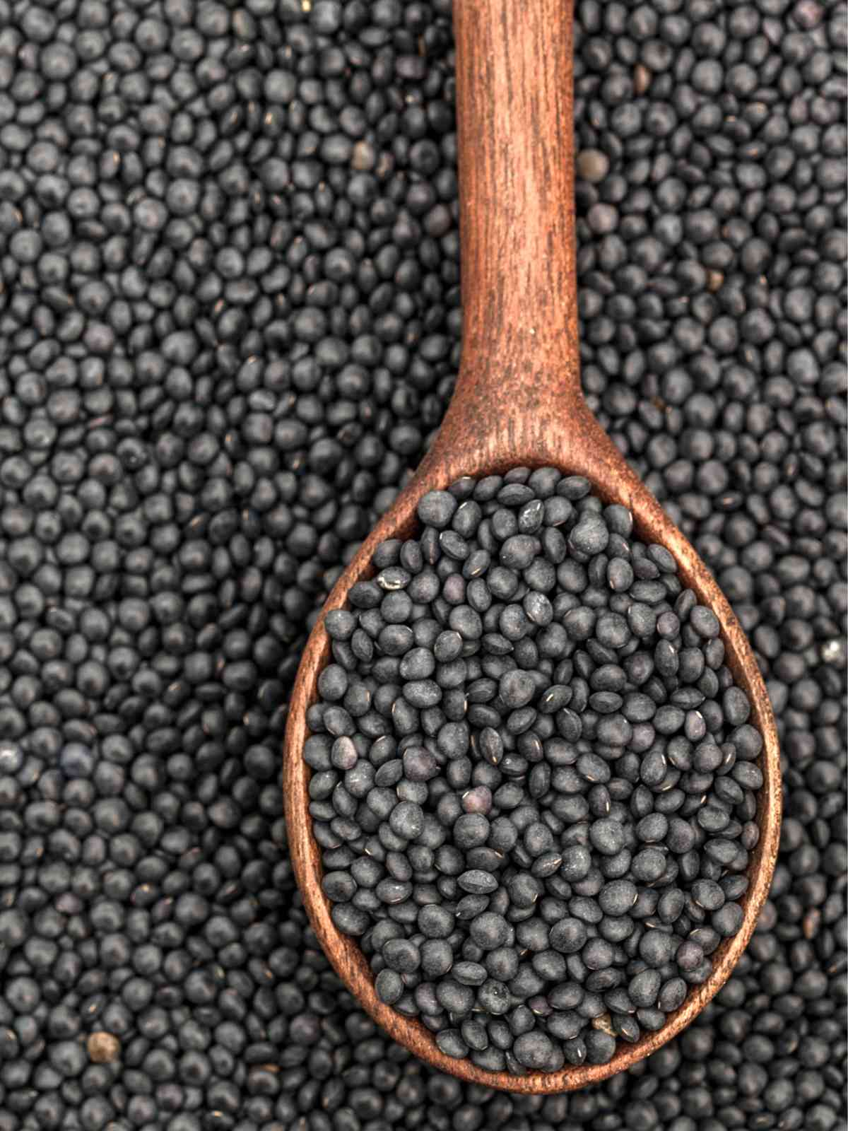 Black Lentils placed on wooden spoon. 