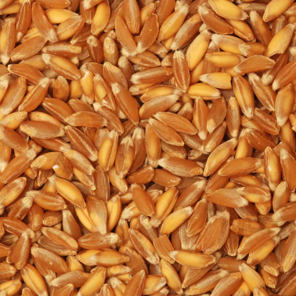 Emmer farro grains.