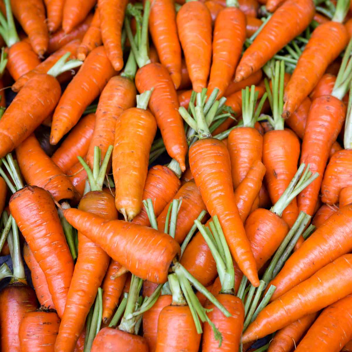 Carrots.