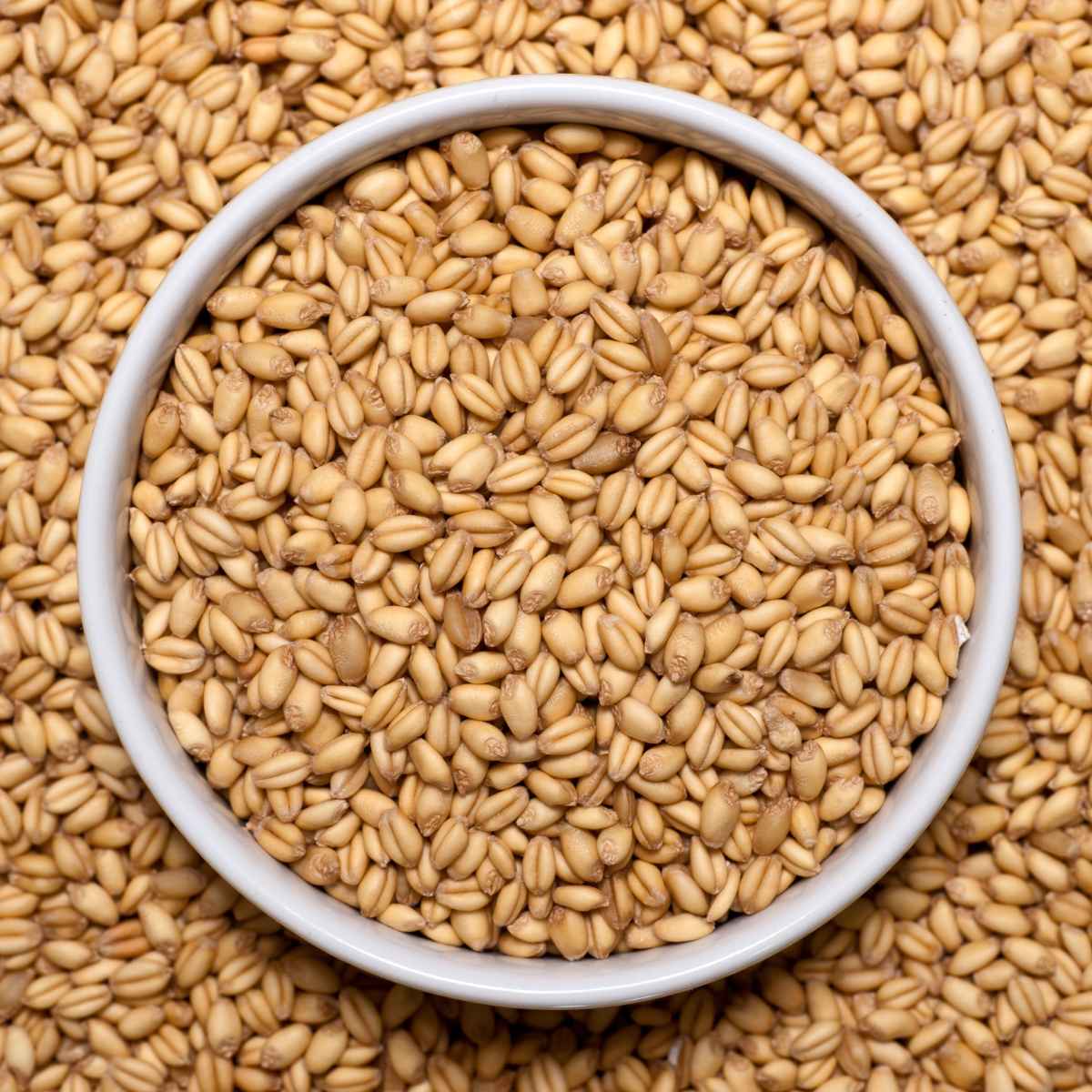 wheat berries in a white bowl as a farro substitute.