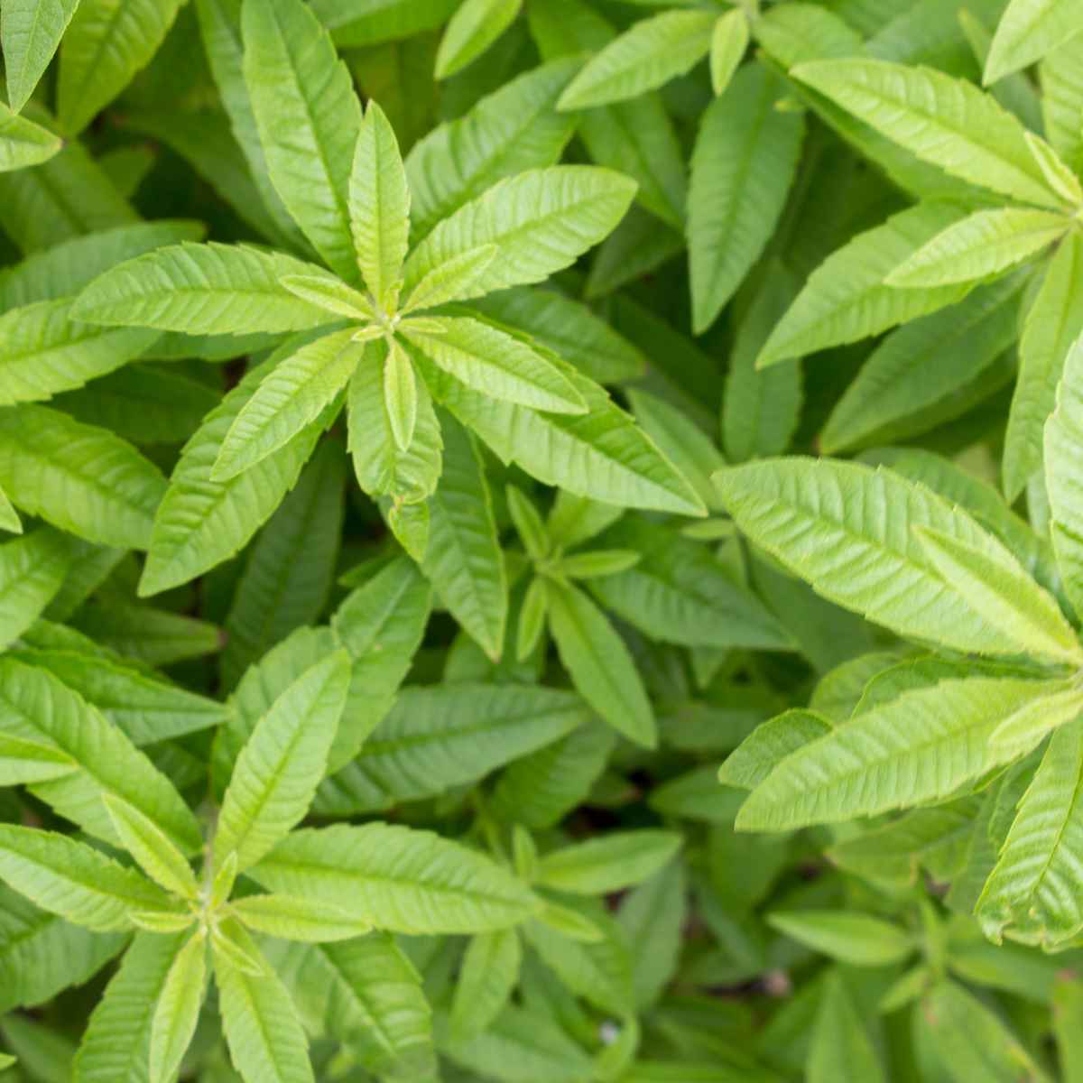 Lemon Verbena leaves.