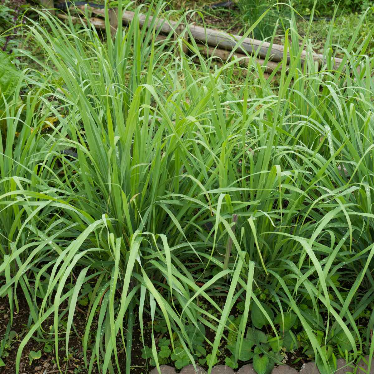 Lemongrass plants. 