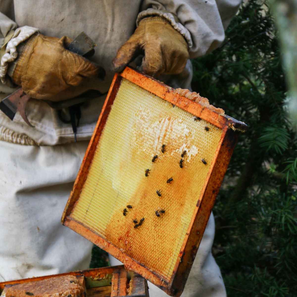 Bees keeping.