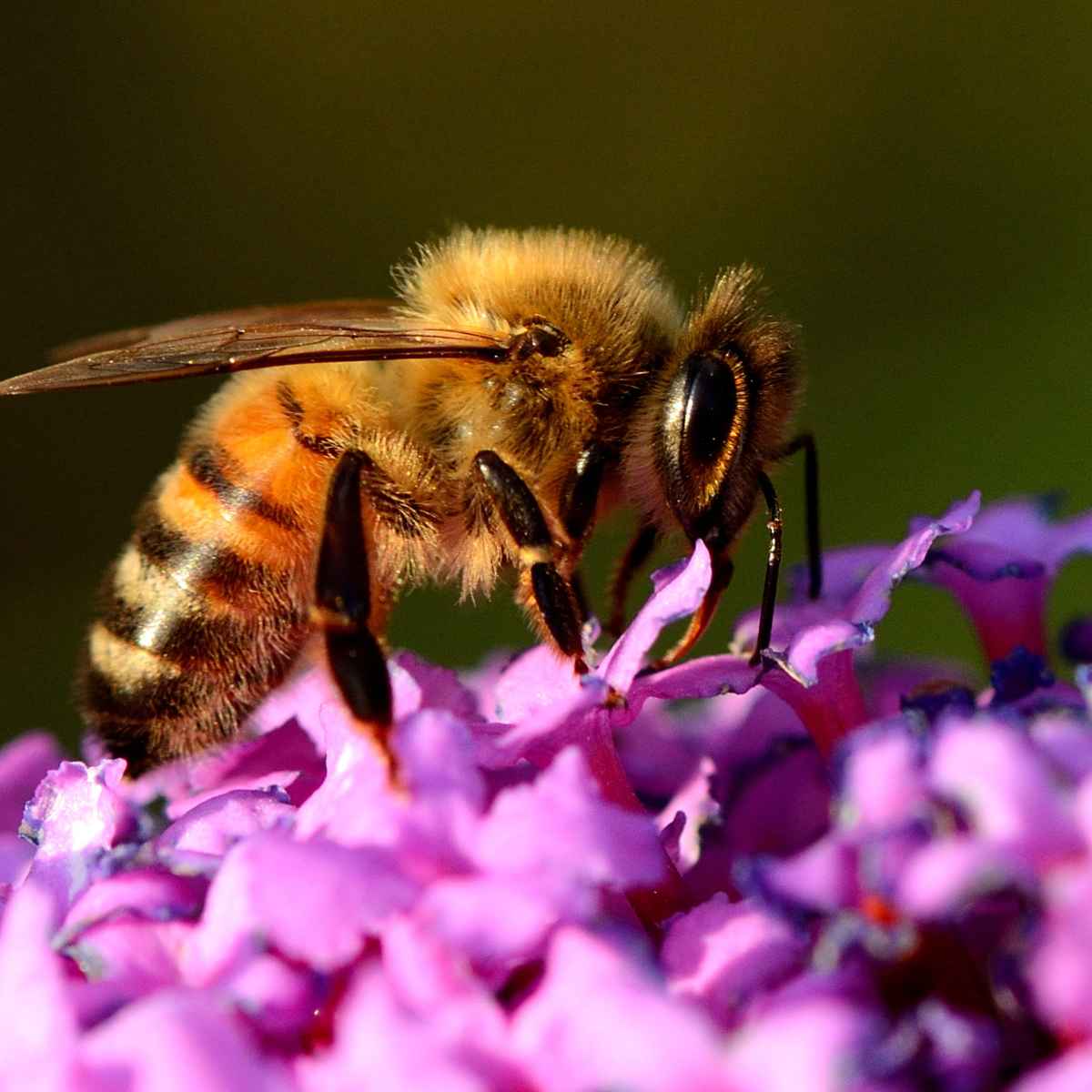 Honey bee on flowers.