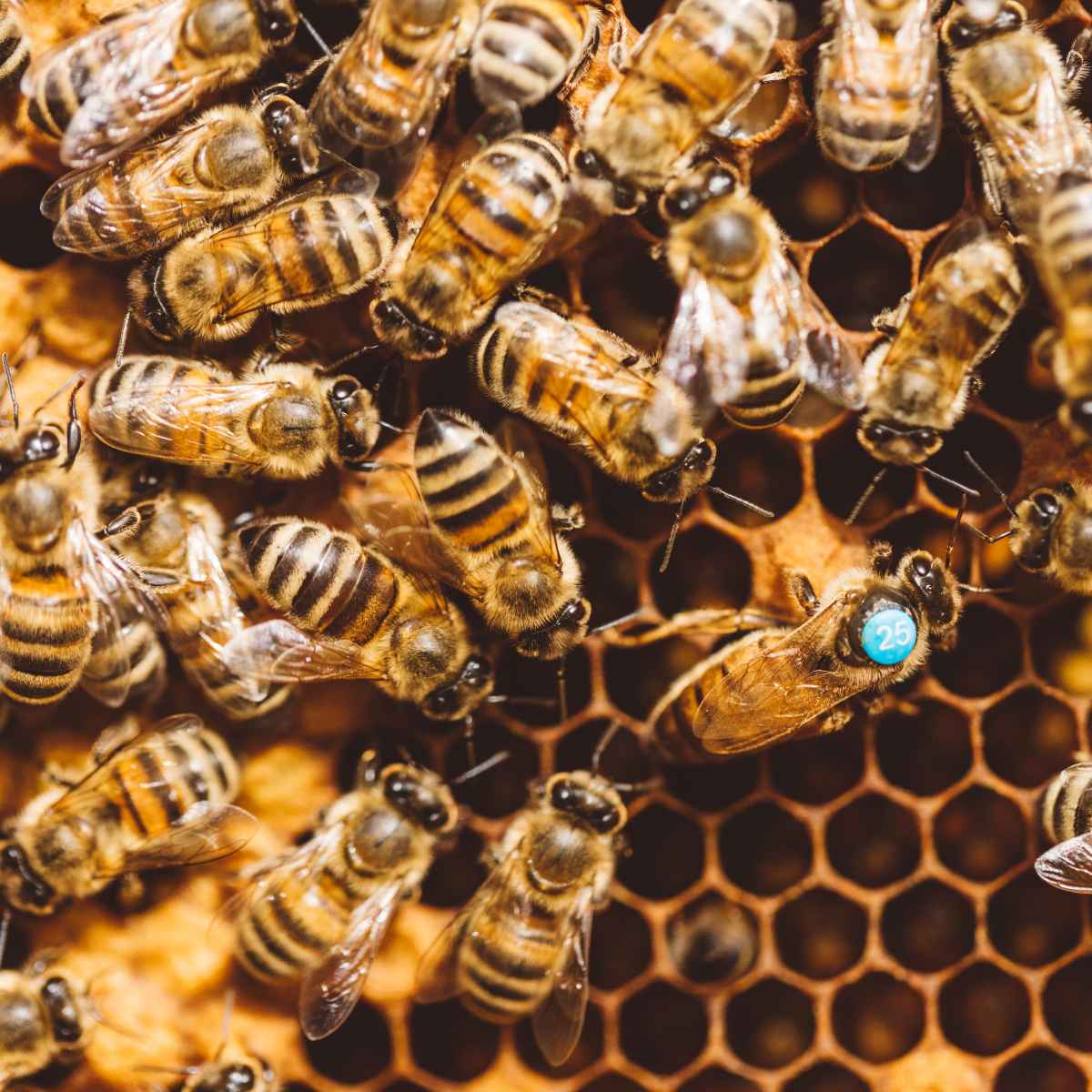 Bees making the honey.